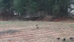 Acridotheres leucocephalus