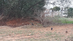 Acridotheres leucocephalus