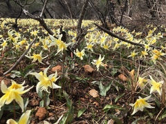 Erythronium multiscapideum