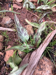Erythronium multiscapideum