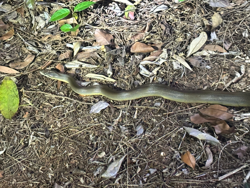 Water Python sighting