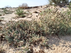 Aeluropus lagopoides