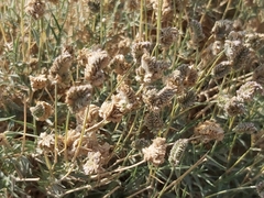 Aeluropus lagopoides