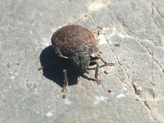 Vanduzeeina borealis