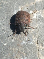 Vanduzeeina borealis