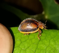 Epilachna clandestina