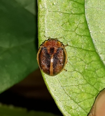 Epilachna clandestina