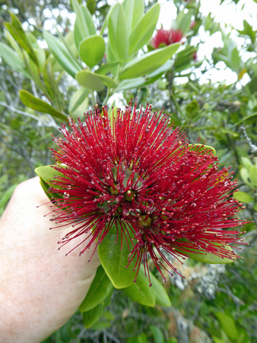 Metrosideros excelsa