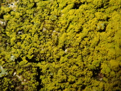 Candelariella xanthostigma