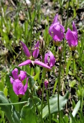 Primulaceae