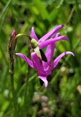Primulaceae