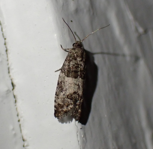 Eye-spotted Bud Moth photo 2