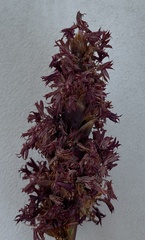 Schoenus subfascicularis