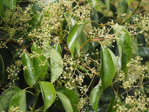 Cinnamomum glanduliferum, 2025-10-10