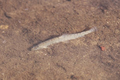 Cobitis taenia