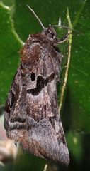 Euclidia ardita