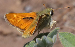 Hesperia lindseyi