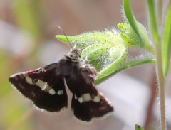 Microhelia angelica