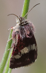 Microhelia angelica