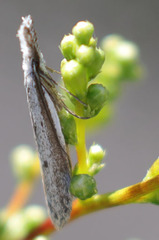 Pleurota albastrigulella