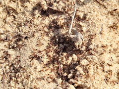 Monomorium salomonis