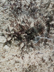 Monomorium salomonis