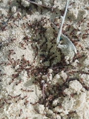 Monomorium salomonis