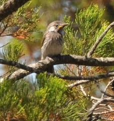 Purnella albifrons