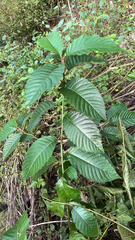 Happy Tree (Camptotheca acuminata)
