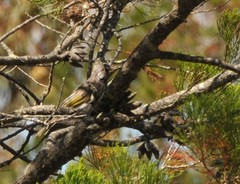 Purnella albifrons