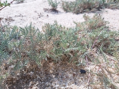 Aeluropus lagopoides