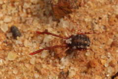 Erythraeoidea