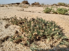 Aeluropus lagopoides