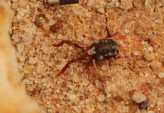 Erythraeoidea