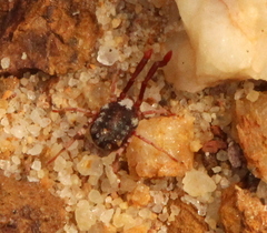 Erythraeoidea