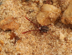 Erythraeoidea