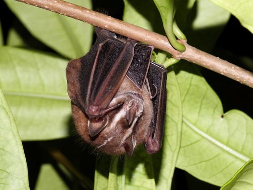 Heller's Broad-nosed Bat