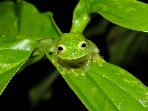 Hyalinobatrachium viridissimum