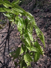 Dioscorea bemandry