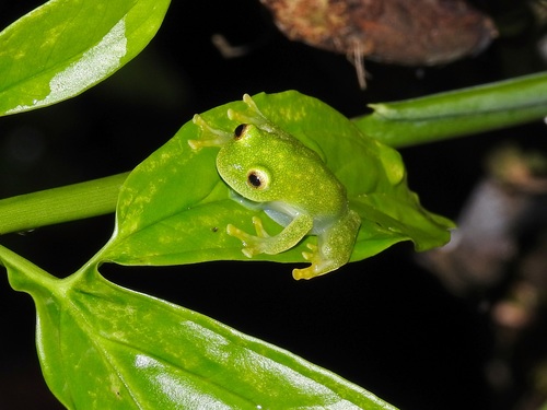 Northern Glassfrog