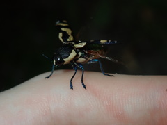 Castiarina octospilota