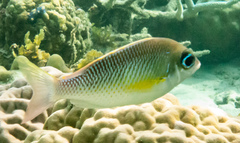 Scolopsis margaritifera