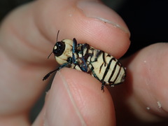Castiarina octospilota