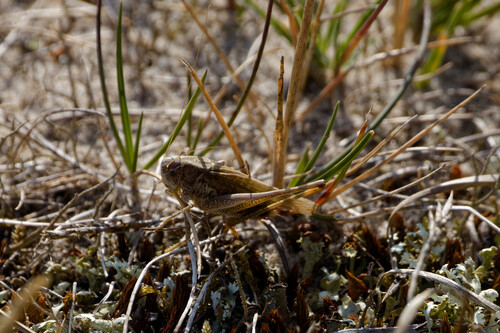 Grey Bush-cricket, Callantsoog, Netherlands, photo 5 of 10