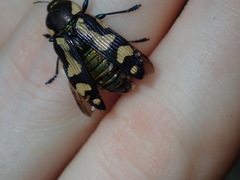 Castiarina octospilota