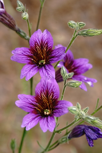 Salpiglossis