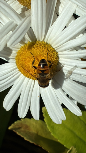 Unknown species found near Rhode Island, US