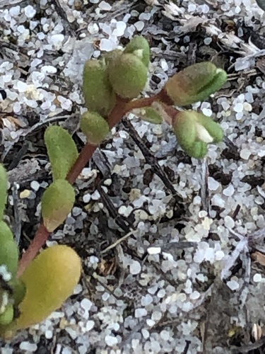 Pygmy Purslane (Calandrinia granulifera)