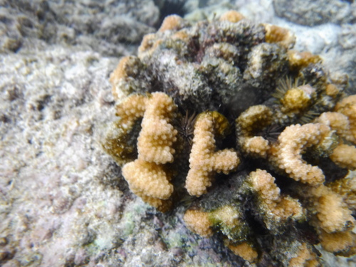 Pocillopora meandrina