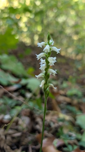 yellow nodding ladies' tresses (Spiranthes ochroleuca)